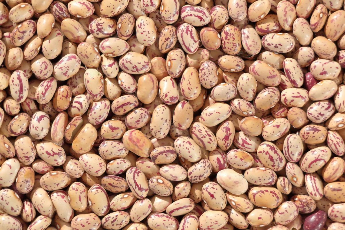 Haricot beans — DocannedStar Baked Beans