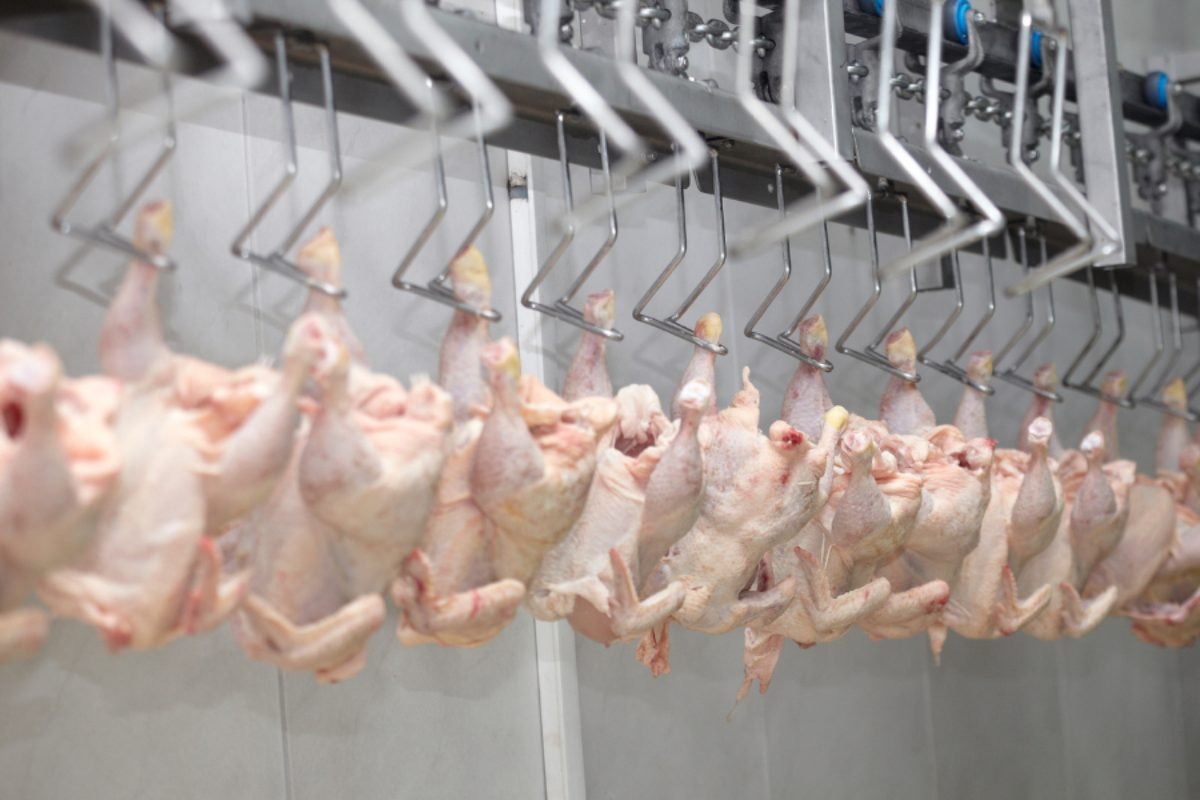 Fresh poultry — DocannedStar Chicken Sausage