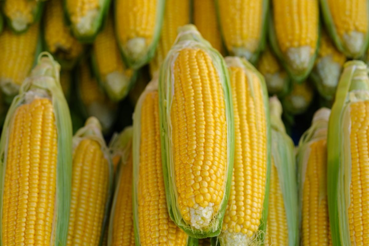 Sweet corn — DocannedStar Sweet Corn
