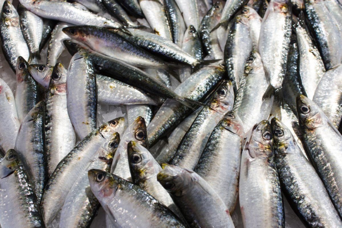 Fresh mackerel — DocannedStar Mackerel