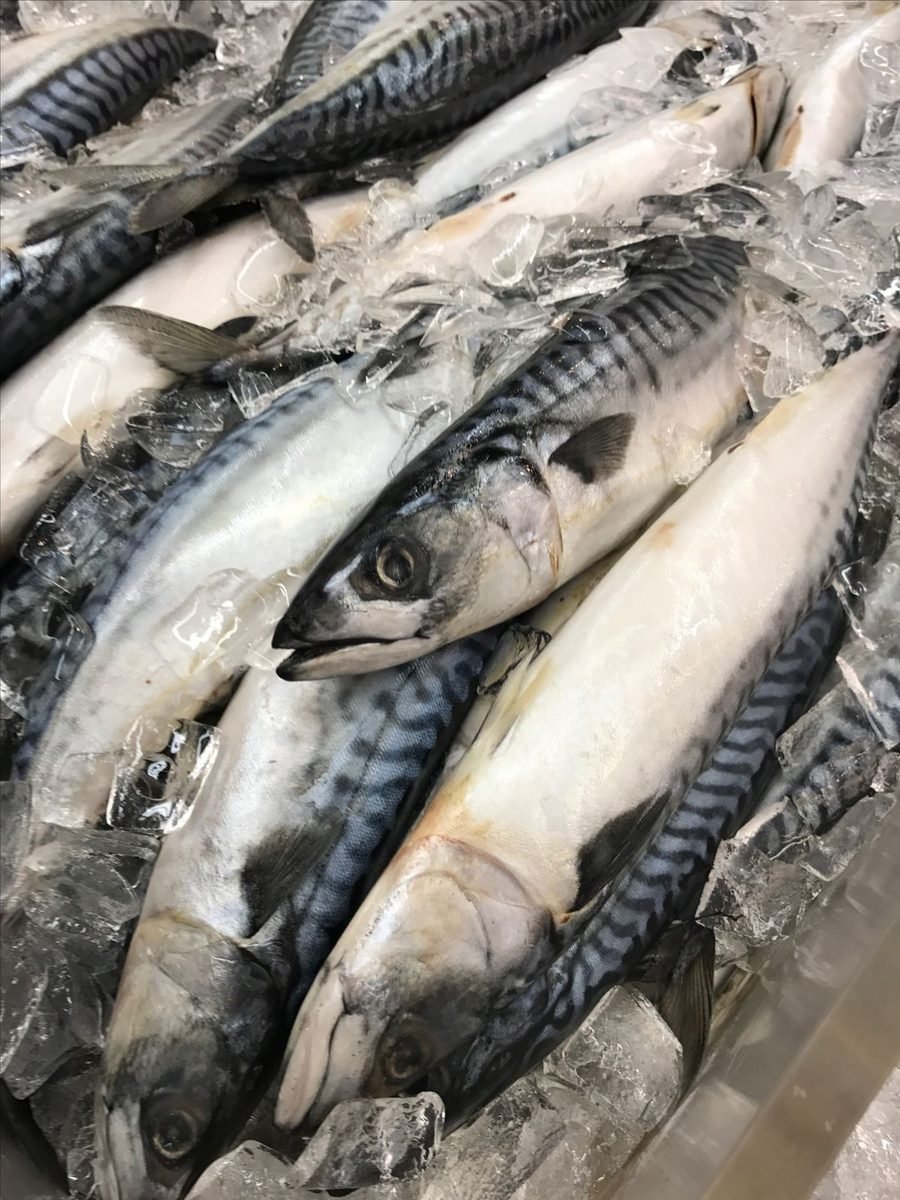 Sorted for size — DocannedStar Mackerel