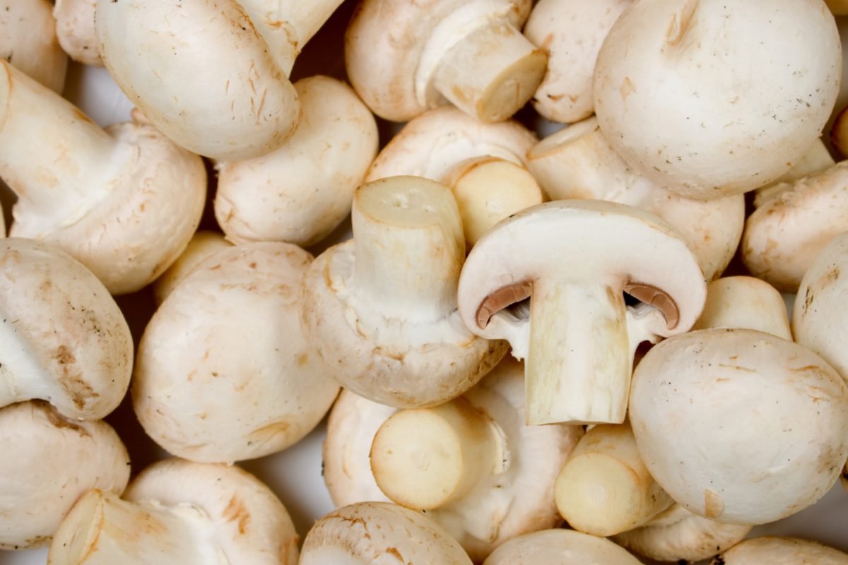 Fresh mushrooms — DocannedStar Mushrooms