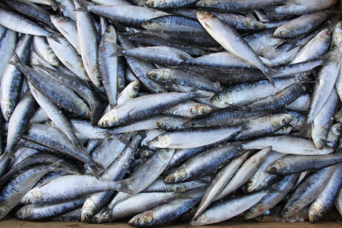 Fresh sardines — DocannedStar Sardines