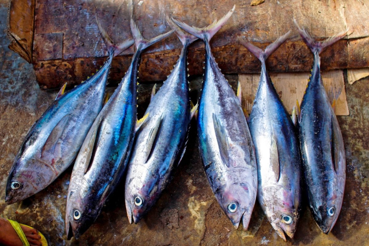 Fresh skipjack tuna — DocannedStar Tuna